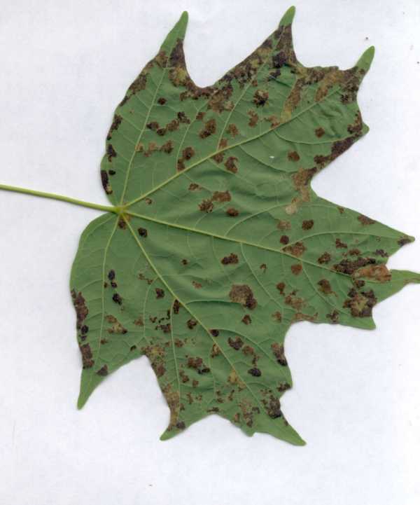 Treatment For Black Spots On Maple Tree Leaves Captions Energy